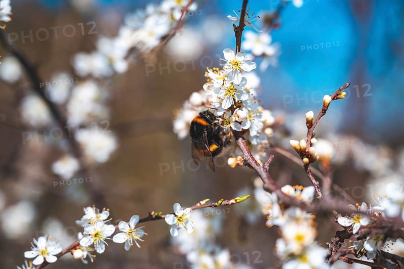 A bumblebee