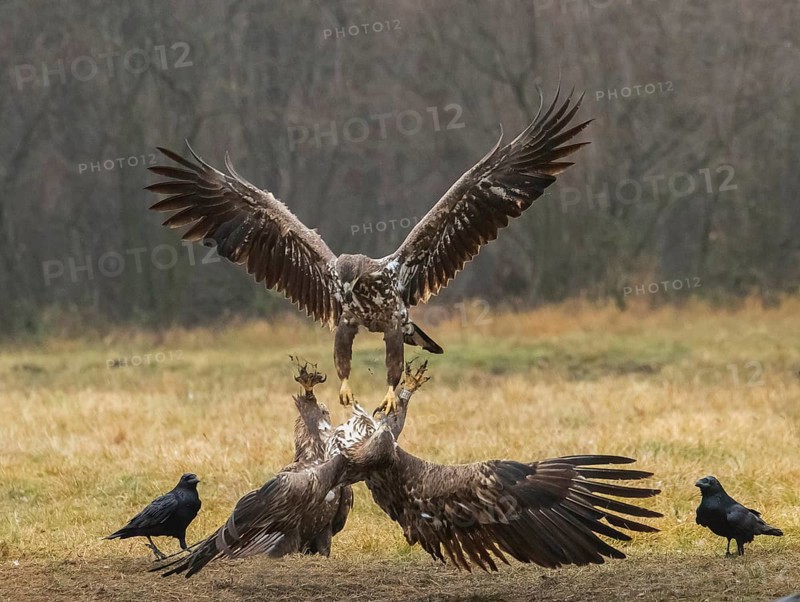 White-tailed eagle