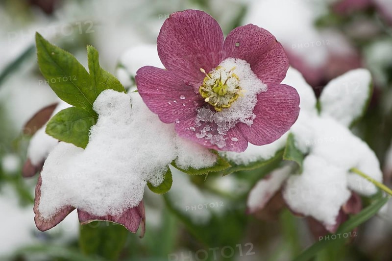 Oriental hellebore