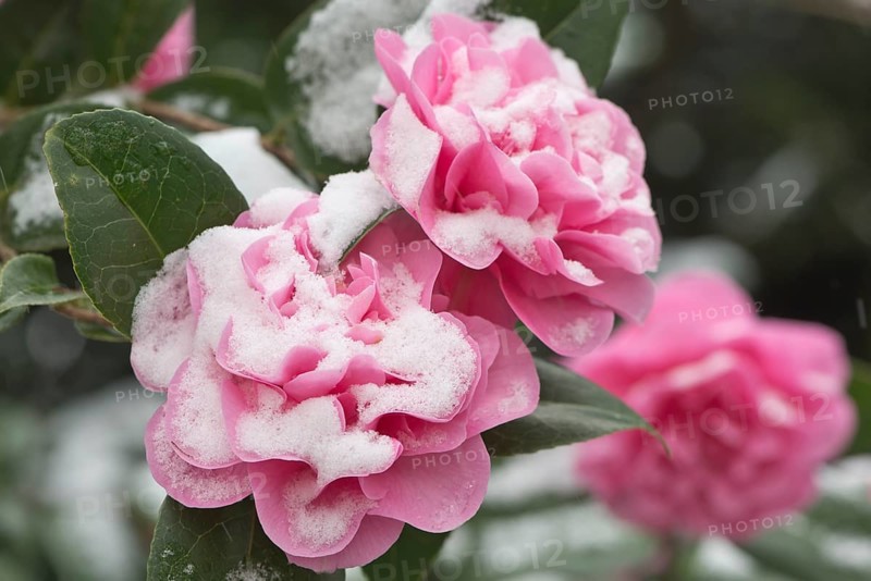 Japanese camellia
