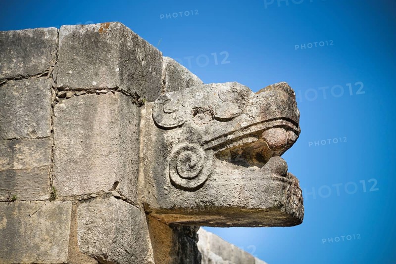 Snake head
