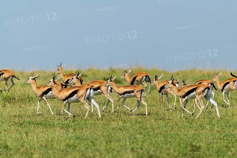 Thomsons Gazelle