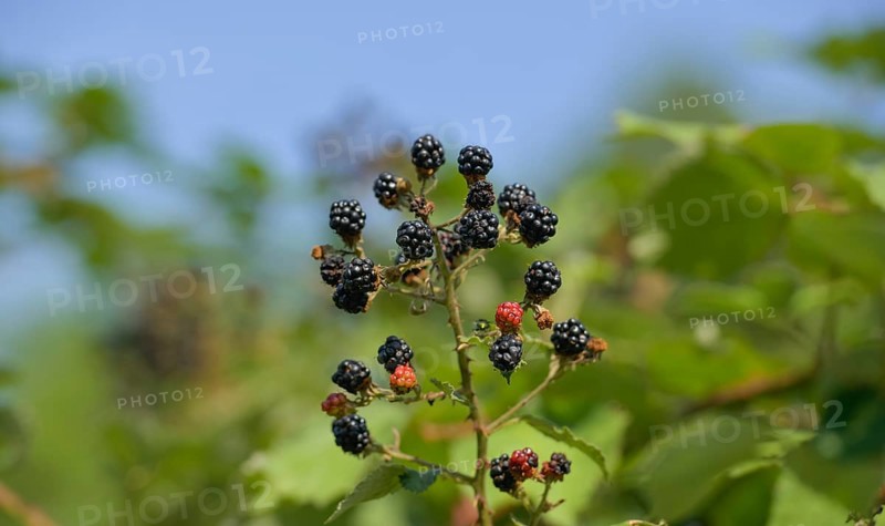 Wild blackberries