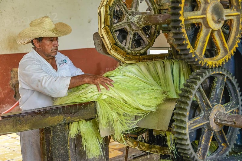 Machine for crushing sisal agaves