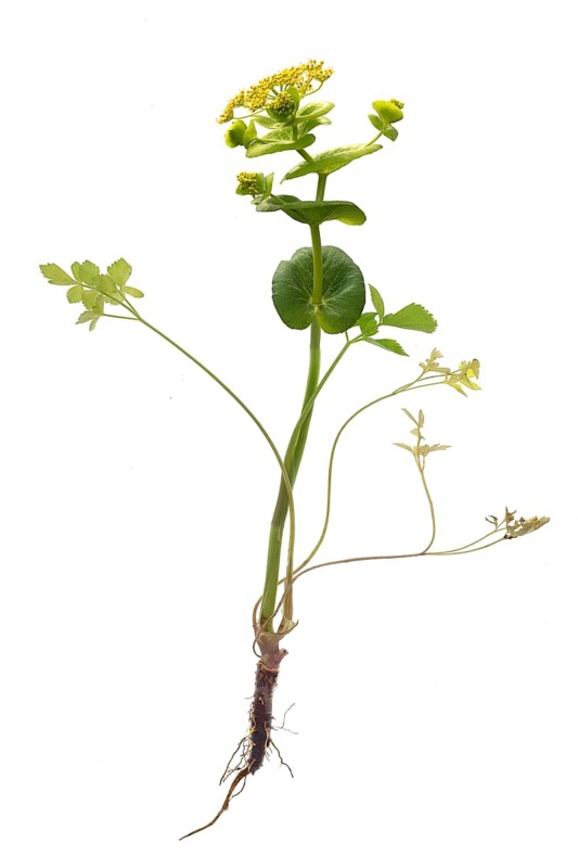 Stem-encircling yellow umbellifer
