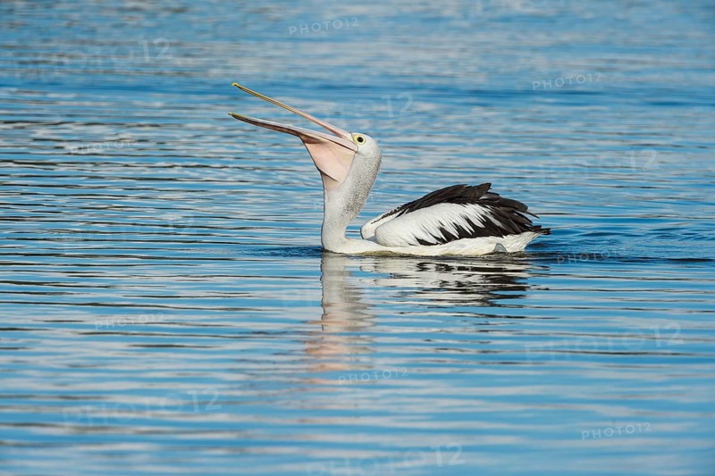 Australian Pelican