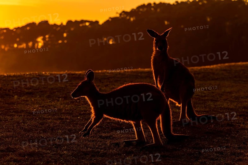 Grey Kangaroo