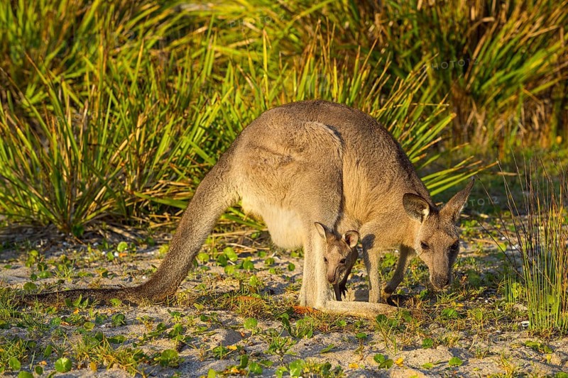 Grey Kangaroo