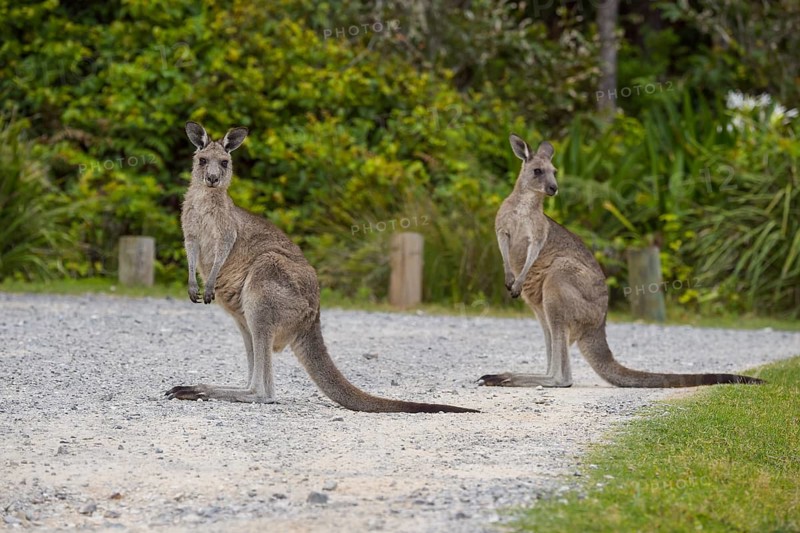 Grey Kangaroo