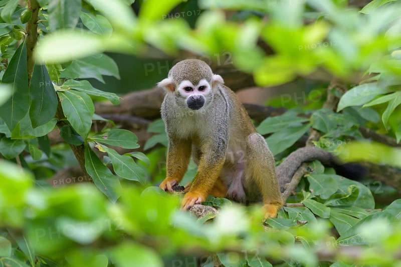 Squirrel Monkey