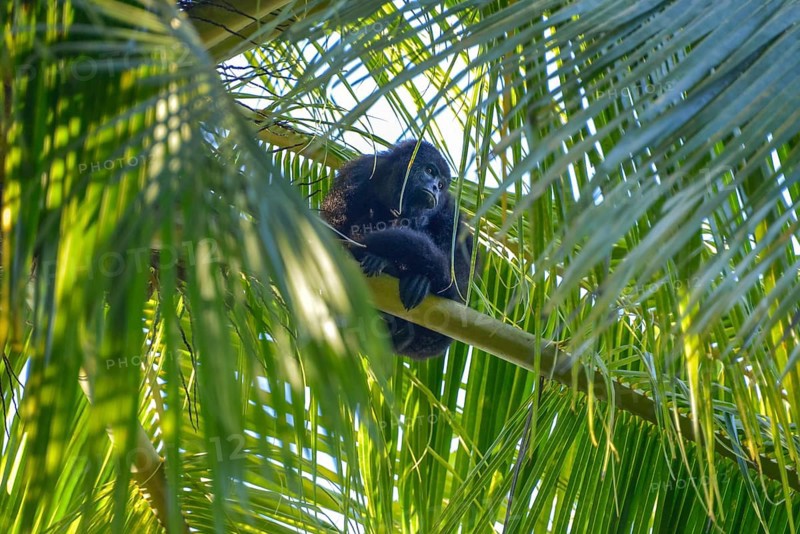 Mexican black guatemalan black howler