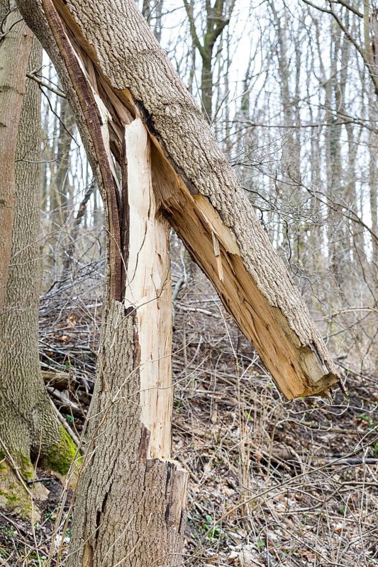 Broken tree trunk due to storm