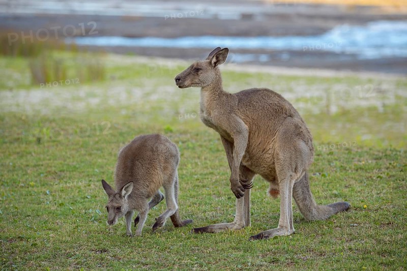 Grey Kangaroo