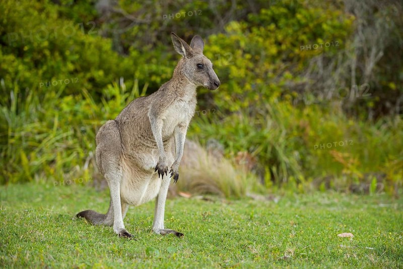 Grey Kangaroo