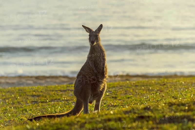 Grey Kangaroo