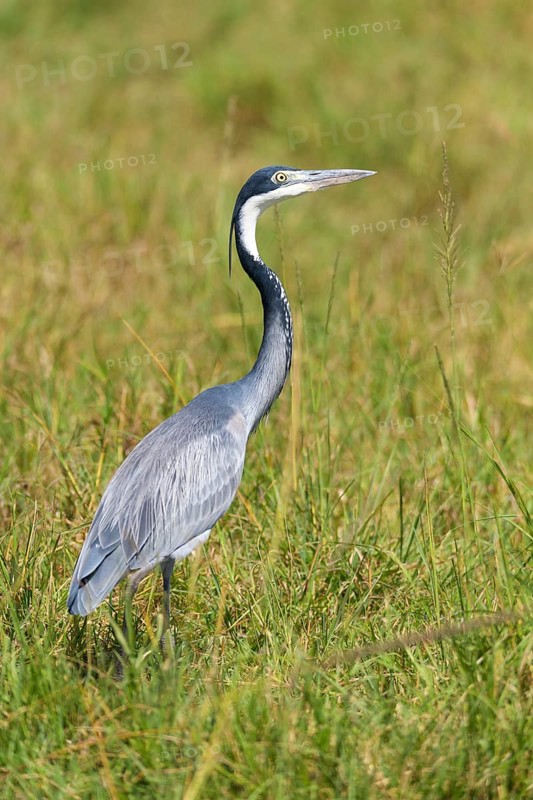 Black-headed heron