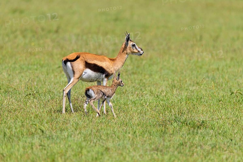 Thompsons Gazelles