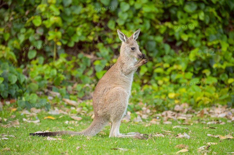 Grey Kangaroo