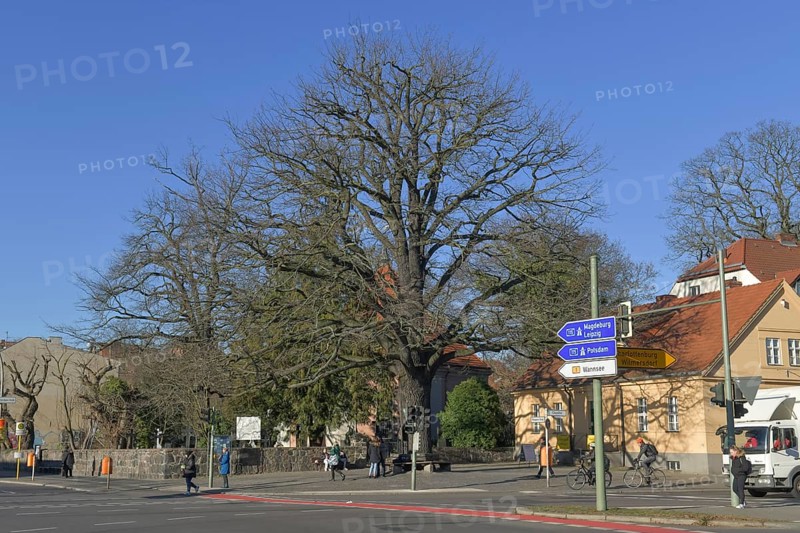 Peace Oak