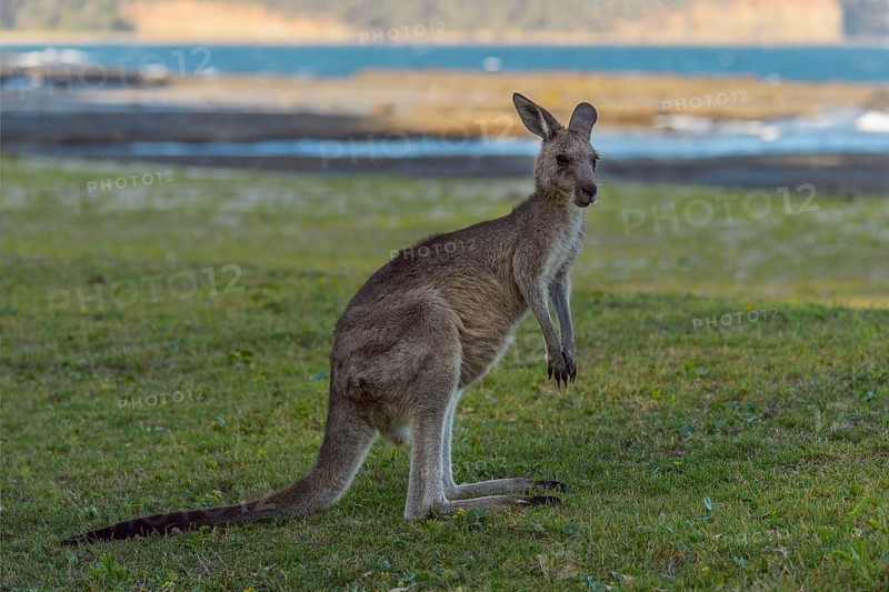 Grey Kangaroo