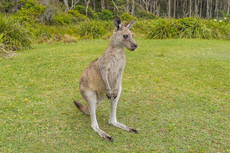 Grey Kangaroo