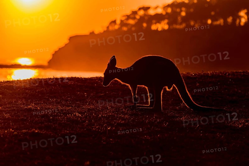 Grey Kangaroo