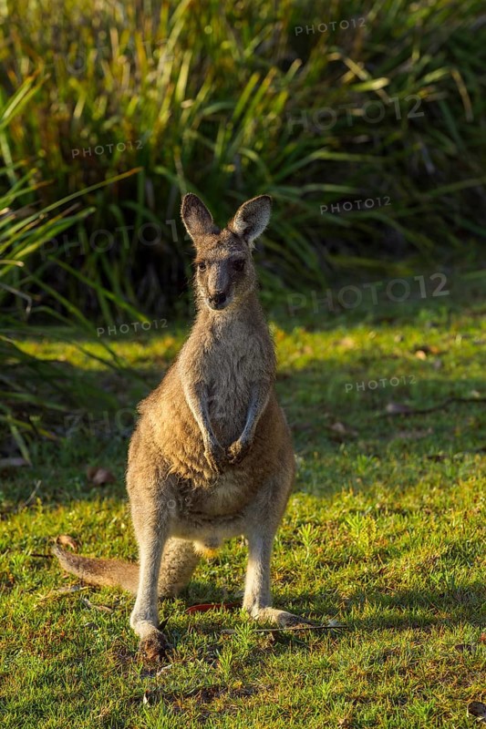 Grey Kangaroo