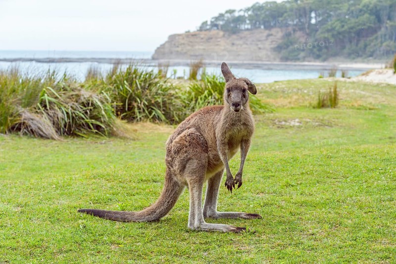 Grey Kangaroo