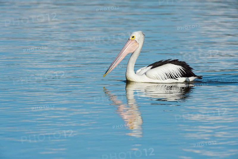 Australian Pelican