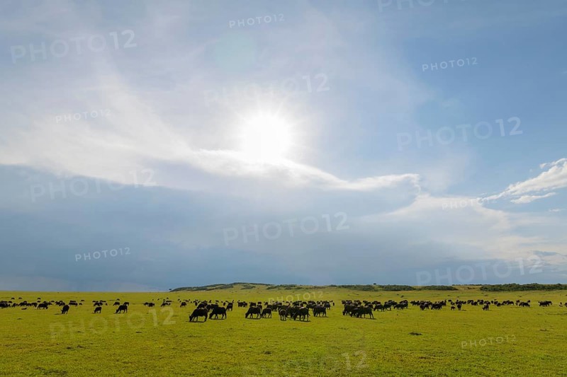 Cape Buffalo