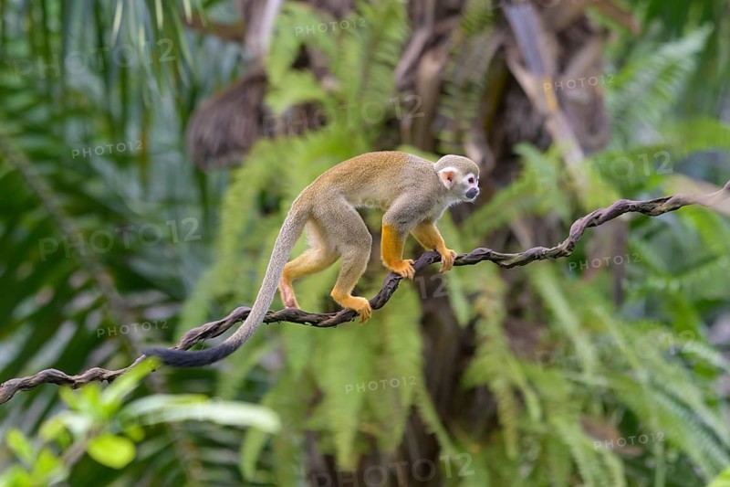Squirrel Monkey