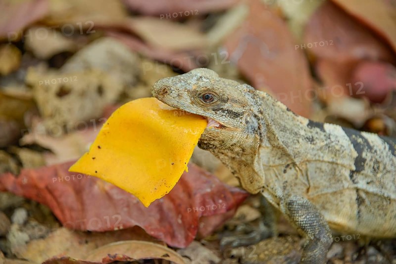 Iguana eats mango