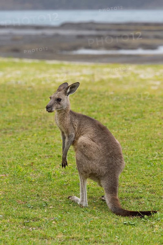 Grey Kangaroo