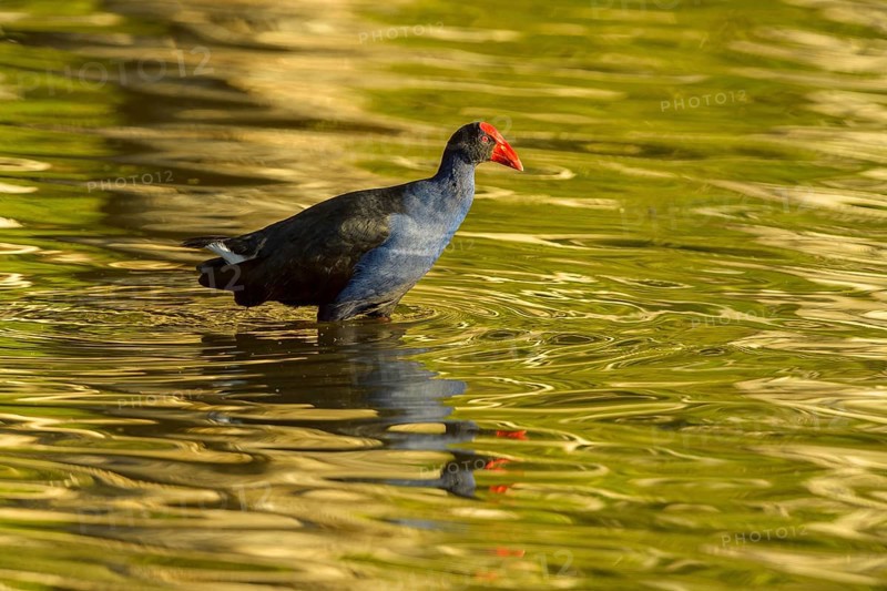 Australasian Swamphen