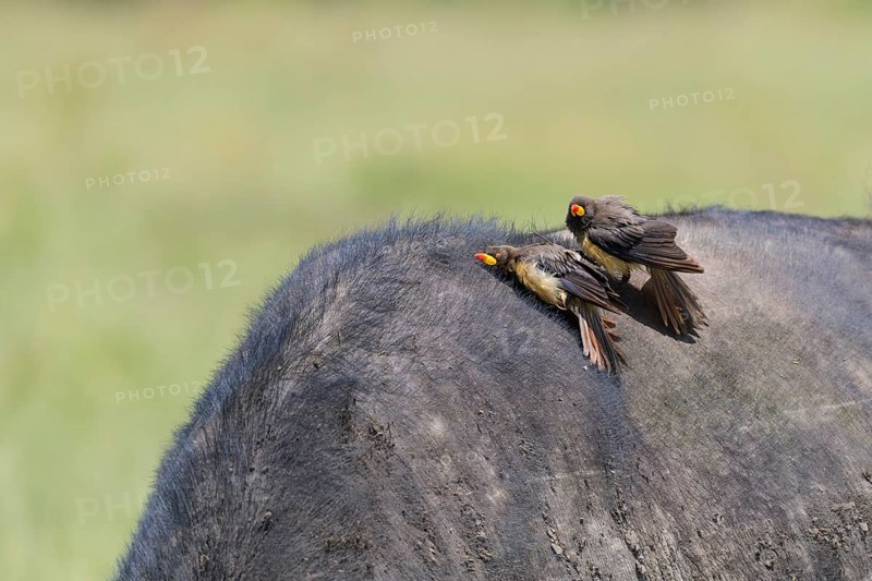Two Yellow Billed Oxpeckers on Cape Buffalo