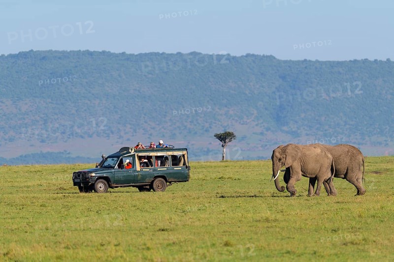 African elephant