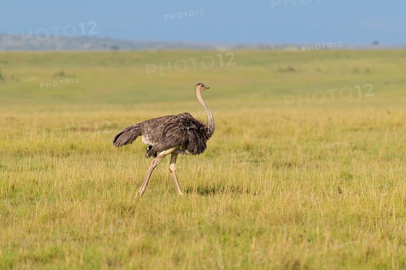 Ostrich