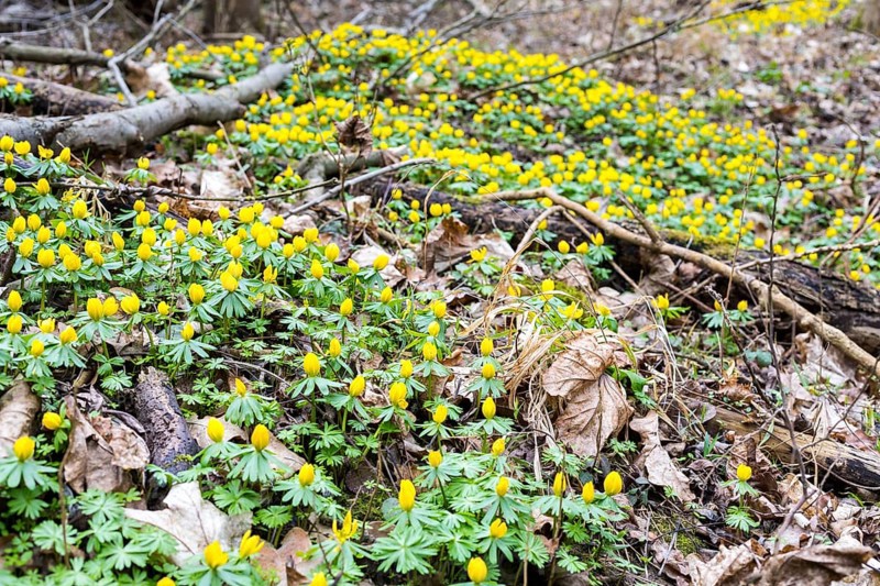 Winter aconite