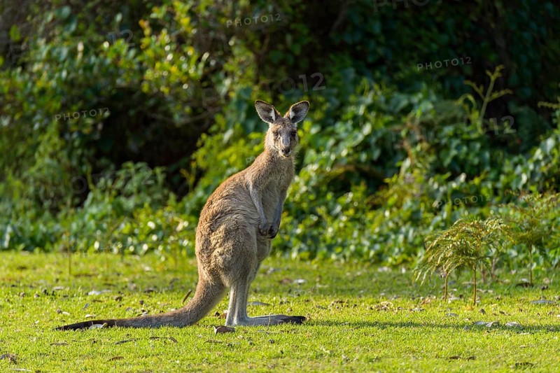 Grey Kangaroo