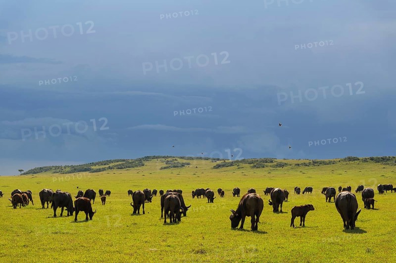 Cape Buffalo