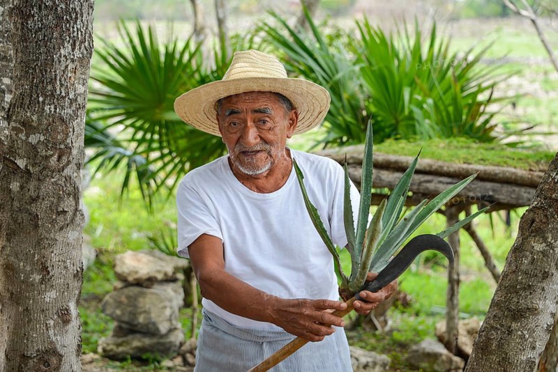 Old farmer explaining the production of sisal