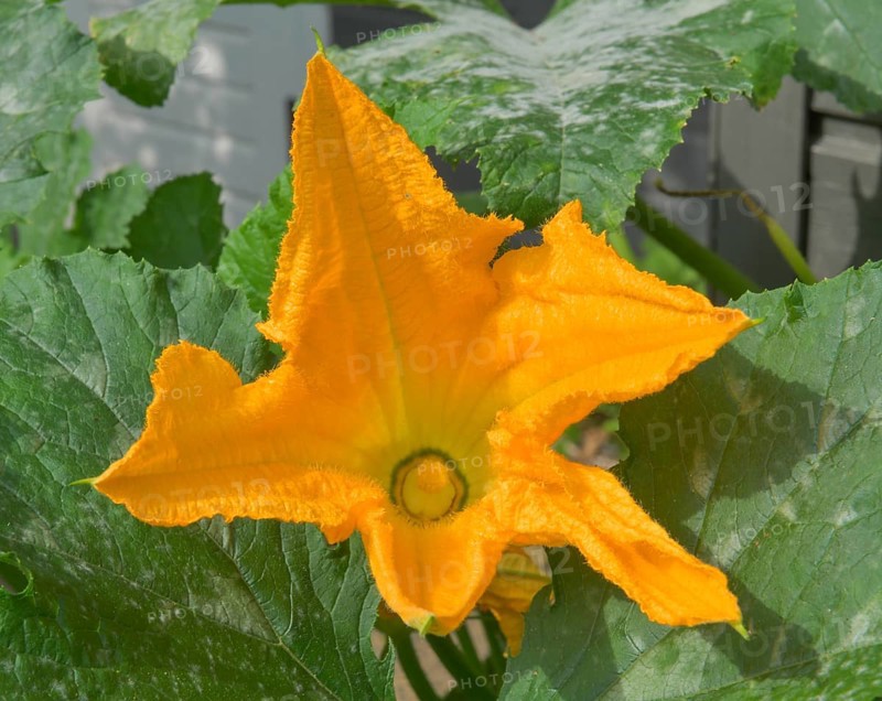 Courgette flower