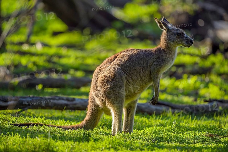 Grey Kangaroo