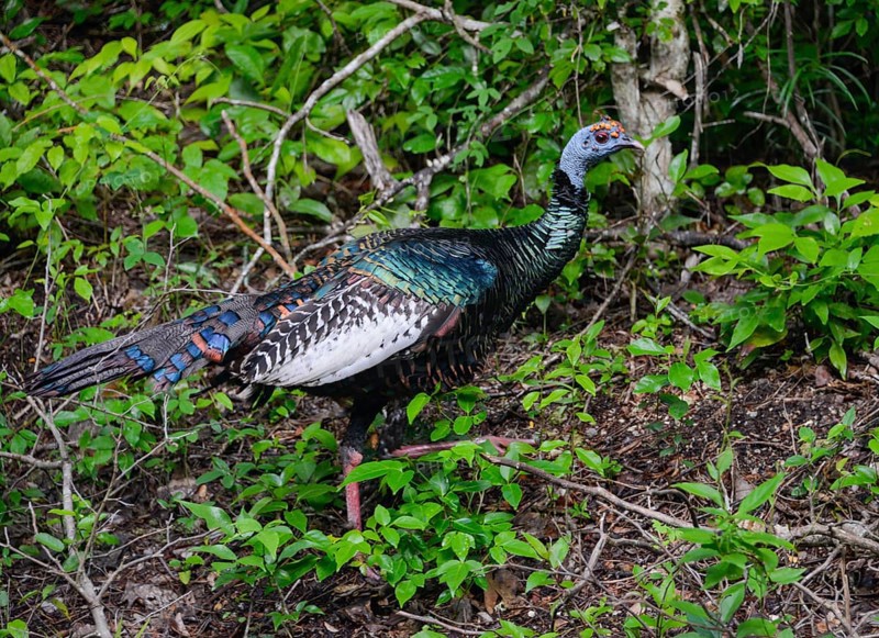 Ocellated turkey