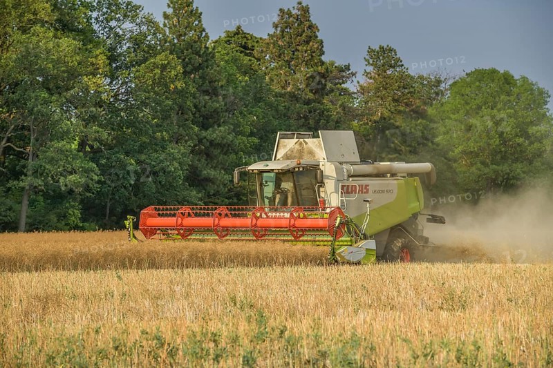 Rape harvest