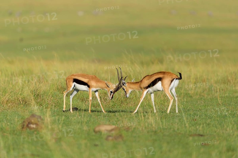 Thomsons Gazelle