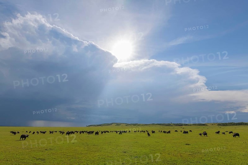 Cape Buffalo