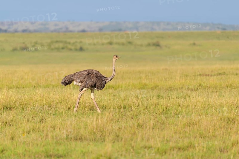 Ostrich