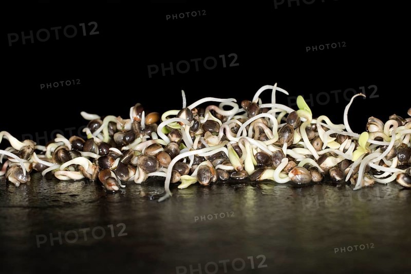 Fresh sprouts of hemp