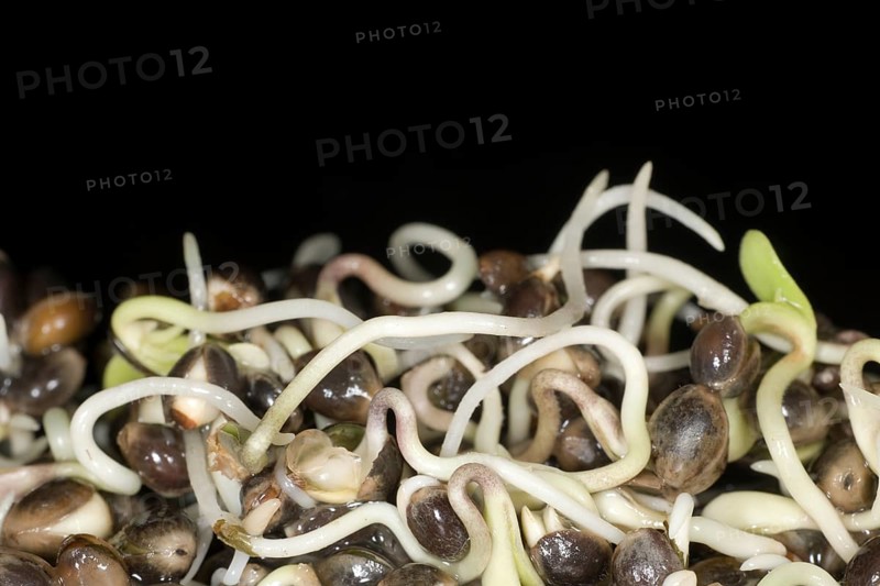Fresh sprouts of hemp